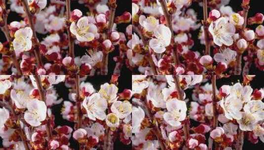 樱花树上开着白色的花高清在线视频素材下载