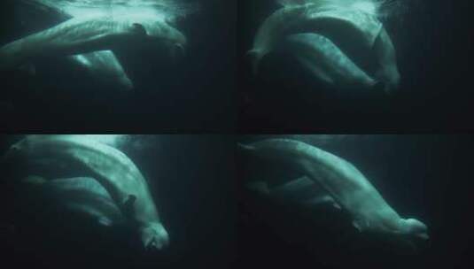 白鲸在水中玩球玩耍高清在线视频素材下载