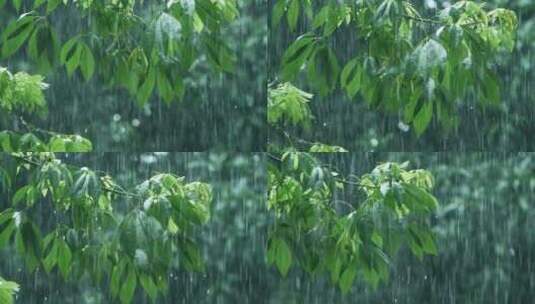 暴雨中的树叶随风飘摇升格视频素材高清在线视频素材下载