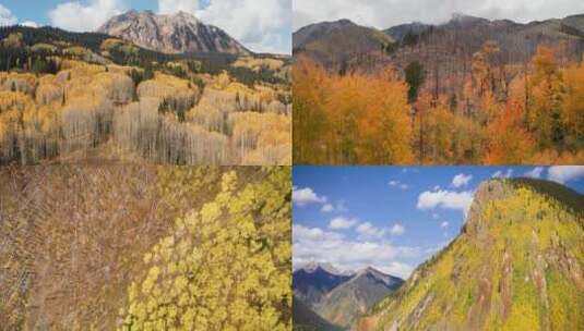 秋天树叶黄漫山遍野的树木五颜六色的秋天高清在线视频素材下载