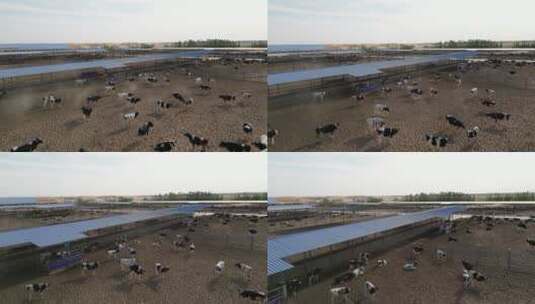 4k牛场养殖素材高清在线视频素材下载