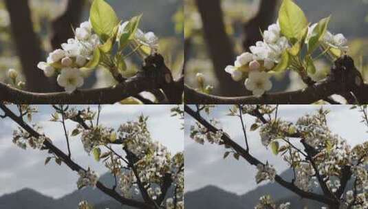 梨花盛开梨树白梨花高清在线视频素材下载