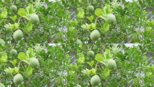 结满果实的柚子树高清在线视频素材下载