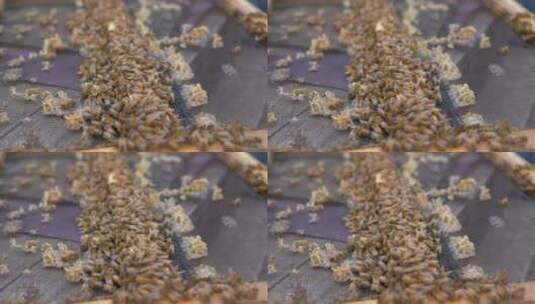 密密麻麻的蜜蜂高清在线视频素材下载