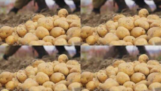 新鲜挖出的土豆高清在线视频素材下载