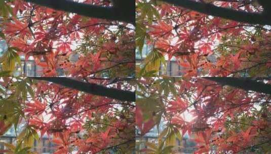 秋天红色的枫叶鸡爪槭秋季高清在线视频素材下载