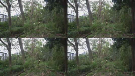 山竹 台风 台风山竹 中国沿海 沿海城市高清在线视频素材下载