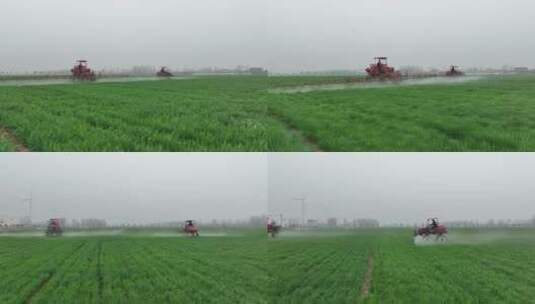 麦田打农药 绿油油麦苗  小麦打农药 滴灌高清在线视频素材下载