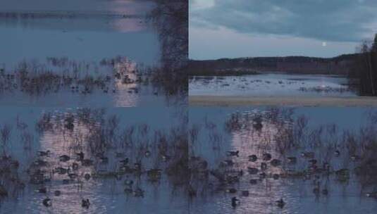 傍晚月光湖面倒影成群水鸟高清在线视频素材下载