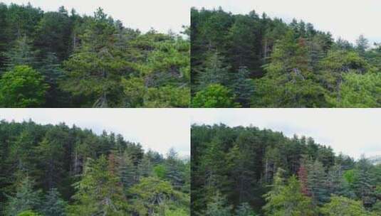 鸟瞰森林景观高清在线视频素材下载