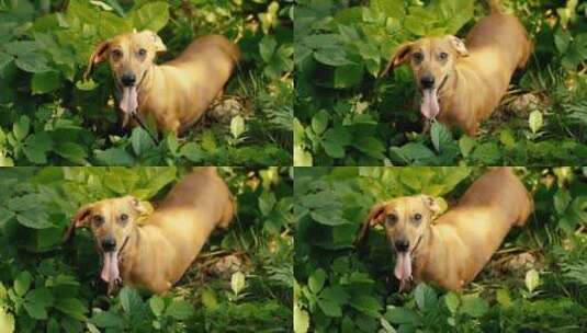 公园草丛中可爱的狗高清在线视频素材下载