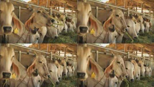 在牧场吃草的牛高清在线视频素材下载