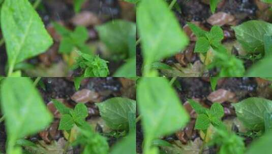 被雨水滋润的绿植高清在线视频素材下载