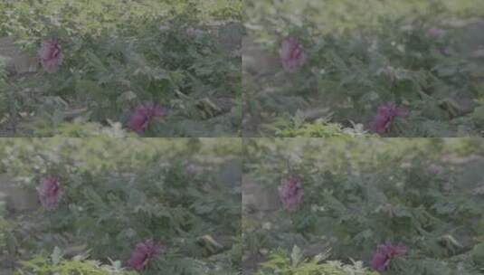 牡丹花种植LOG高清在线视频素材下载