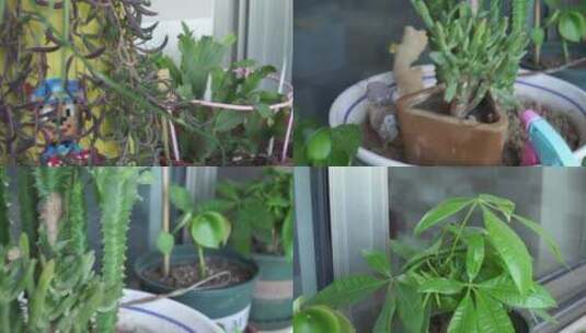 家庭绿植阳台养花植物高清在线视频素材下载