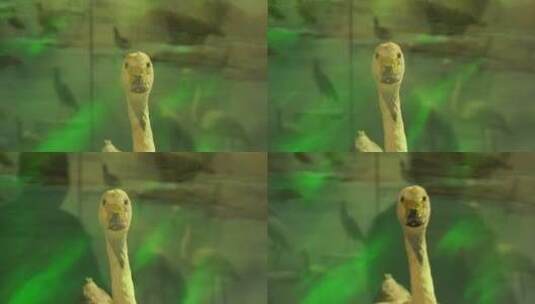 小天鹅大雁野鸭水鸟标本高清在线视频素材下载