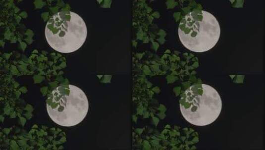 夜晚月亮-中秋节月亮高清在线视频素材下载