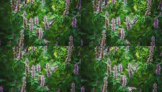 两只花蝴蝶藿香花丛中飞舞采蜜慢镜头特写高清在线视频素材下载