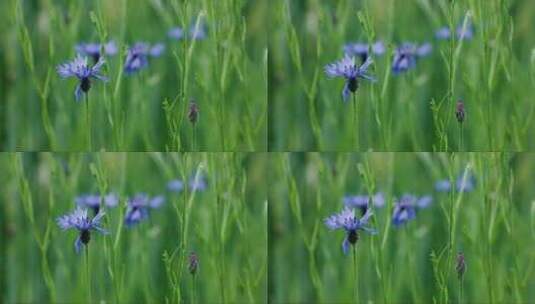 蓝色矢车花是麦田中的害虫。高清在线视频素材下载