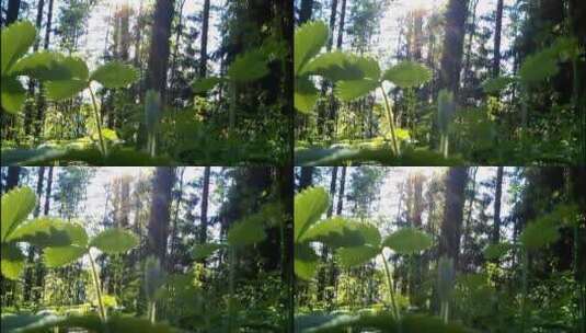 森林中射进的阳光高清在线视频素材下载