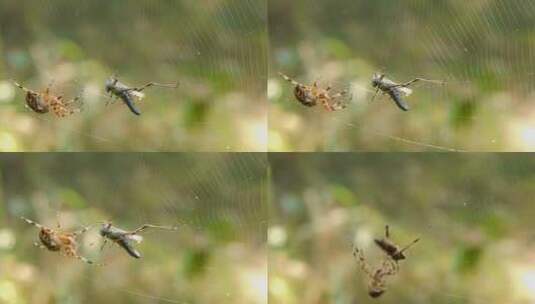 蜘蛛捕猎狩猎高清在线视频素材下载