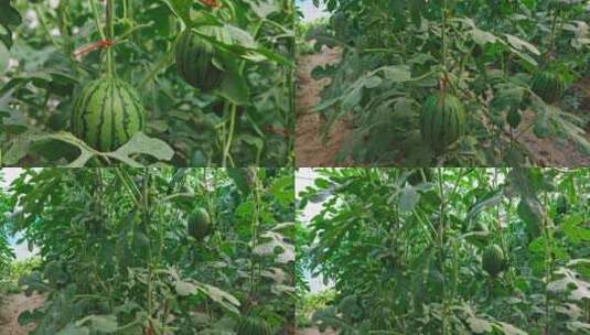 温室大棚种植的反季节西瓜高清在线视频素材下载