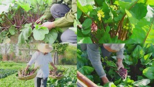 红菜苔产地高清在线视频素材下载
