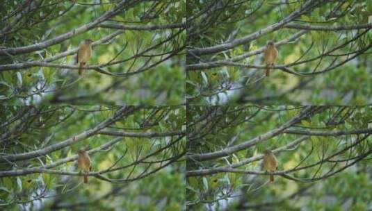 4k鸟类枝头上的鸟飞翔鸟群自然生态环境鸟高清在线视频素材下载