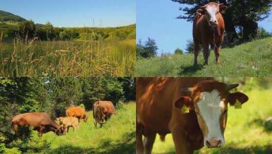 坡地养殖业畜牧业黄牛肉牛吃草放养高清在线视频素材下载