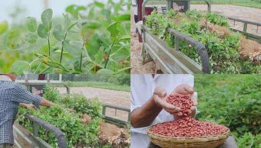 花生产地高清在线视频素材下载