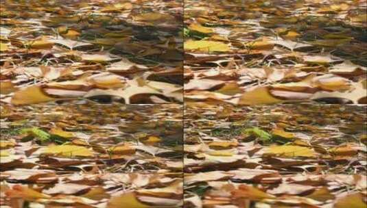 秋天草地上金黄的落叶高清在线视频素材下载