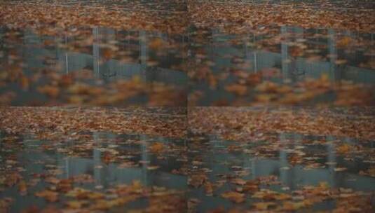 秋雨后的落叶高清在线视频素材下载