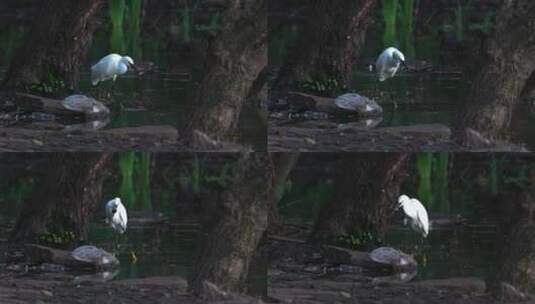 白鹭苍鹭鸟类特写镜头高清在线视频素材下载