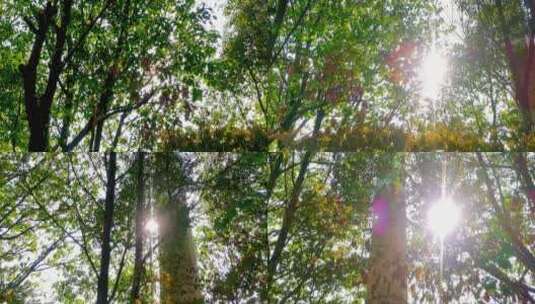 秋天阳光穿过树林高清在线视频素材下载