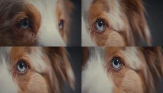 狗眼睛的特写镜头高清在线视频素材下载