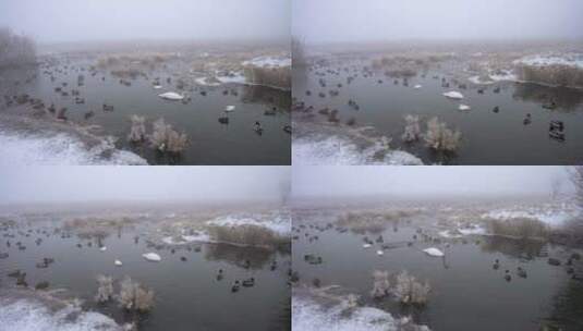 湖水中的天鹅和野鸭高清在线视频素材下载