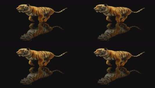 写实老虎奔跑视频素材高清在线视频素材下载