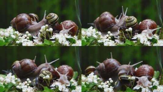 软体动物 蜗牛 微距摄影高清在线视频素材下载