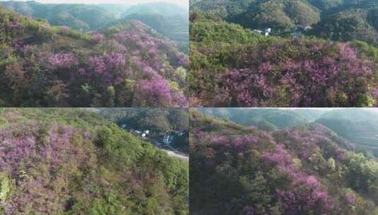 春天满山遍野紫荆花野山花航拍高清在线视频素材下载