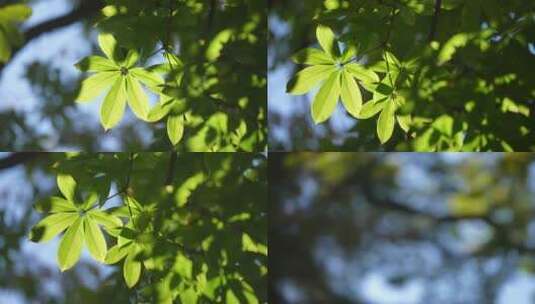 树叶春天夏天大树升格高清在线视频素材下载