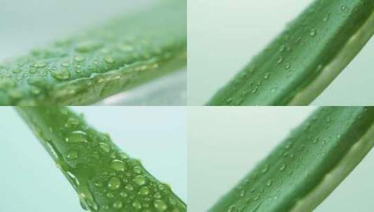 芦荟叶片水滴滑落可商用高清在线视频素材下载