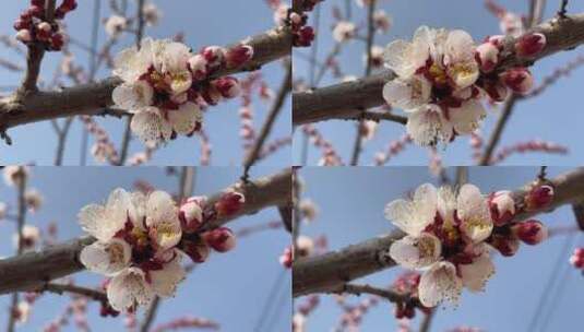 春天盛开的花朵特写高清在线视频素材下载