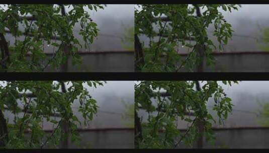 雨后院子里的树高清在线视频素材下载