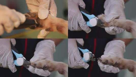 宠物清洁修剪指甲高清在线视频素材下载