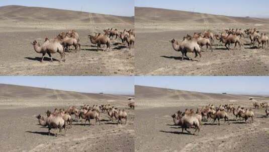戈壁滩骆驼群在散步高清在线视频素材下载
