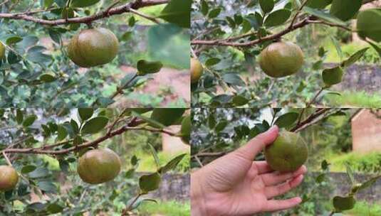 油茶树上生长的大油茶果高清在线视频素材下载