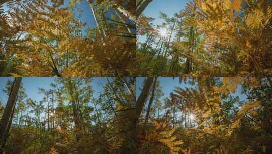 秋季白桦林延时摄影高清在线视频素材下载