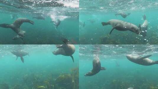 水下拍摄海狮游泳高清在线视频素材下载