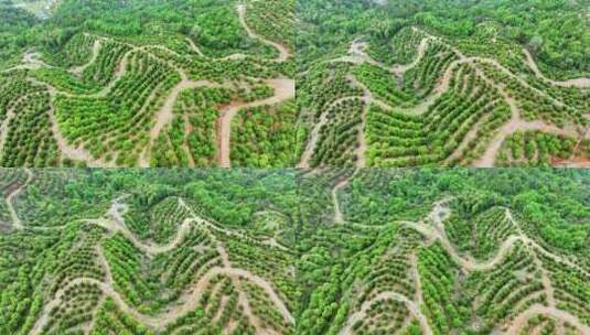 茶油树种植基地高清在线视频素材下载