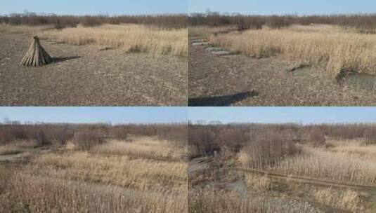 航拍芦苇沼泽高清在线视频素材下载